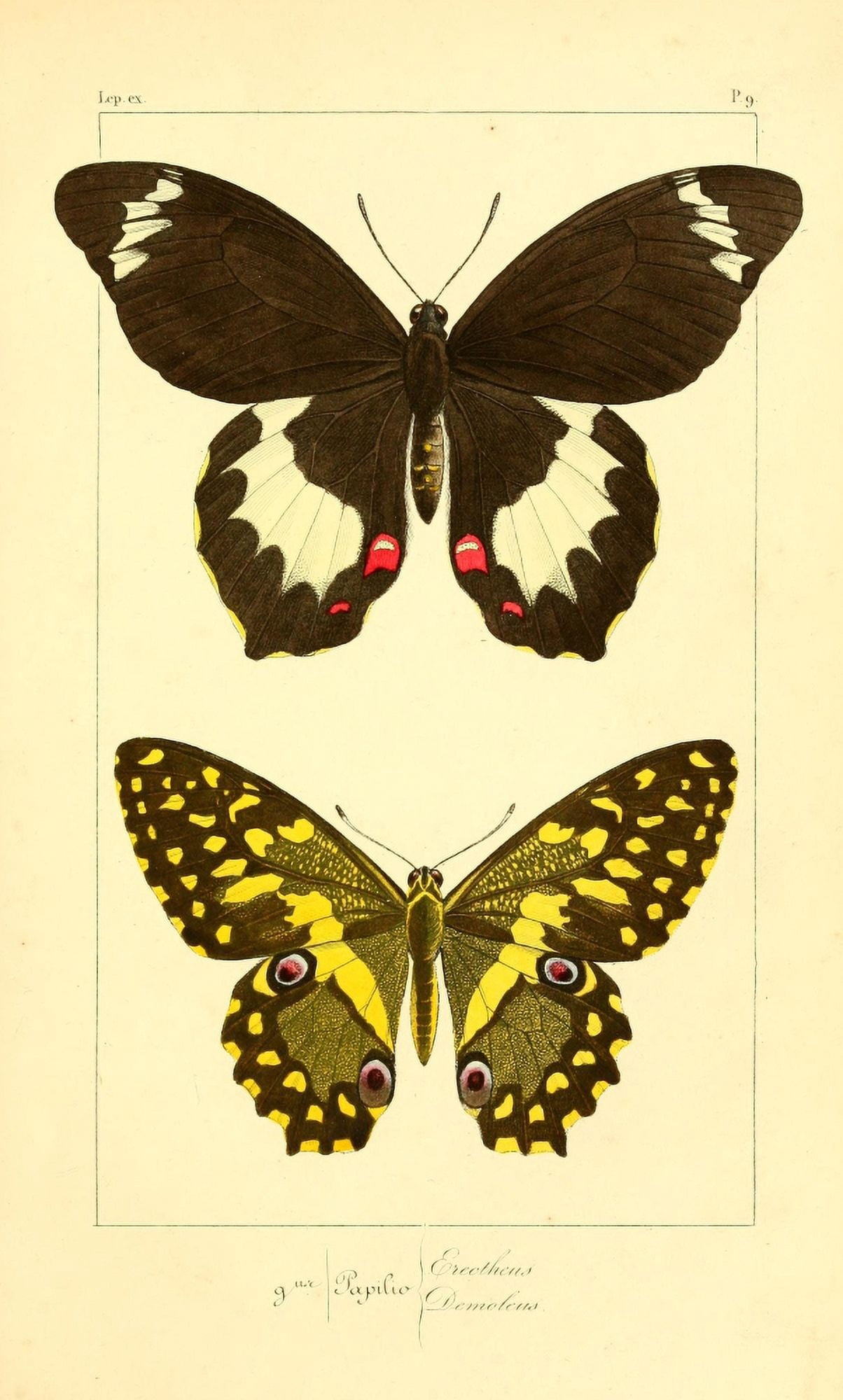 Histoire Naturelle des LpidoptÔø?res Exotiques 1845 Erectheus Canvas Art - P Pauquet (24 x 36)