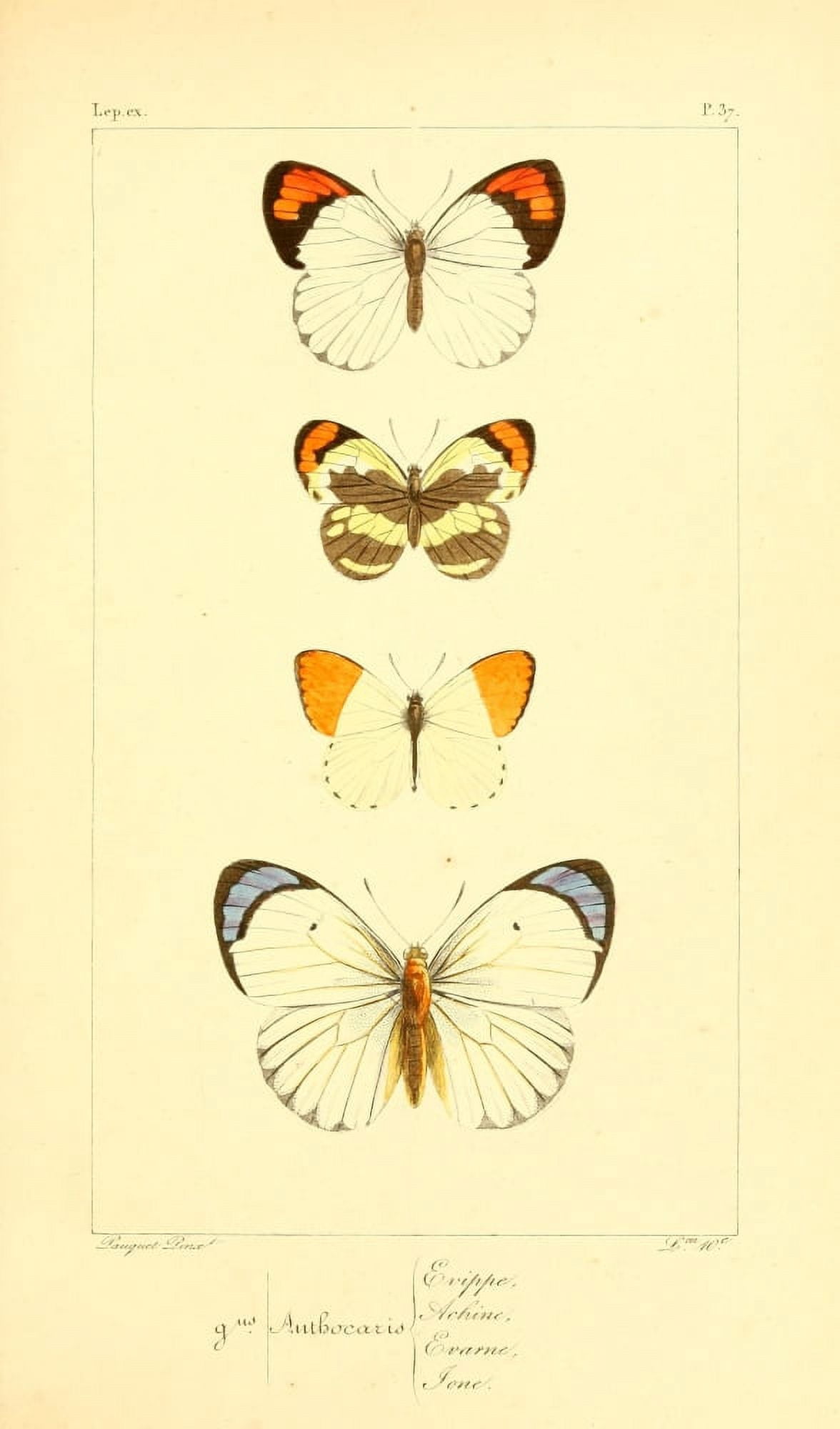 Histoire Naturelle des LpidoptÔø?res Exotiques 1845 Evippe Canvas Art - P Pauquet (24 x 36)