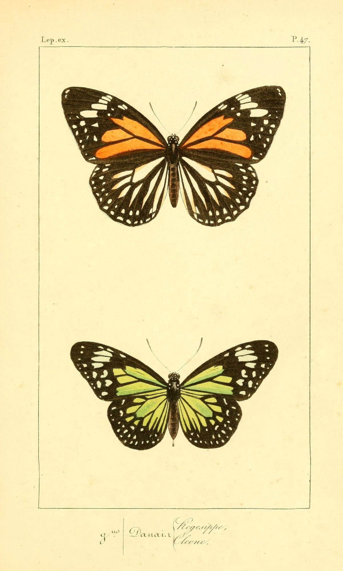 Histoire Naturelle des LpidoptÔø?res Exotiques 1845 Hegesippe Canvas Art - P Pauquet (24 x 36)
