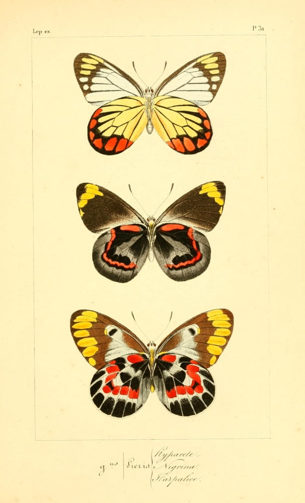 Histoire Naturelle des LpidoptÔø?res Exotiques 1845 Hyparete Canvas Art - P Pauquet (24 x 36)