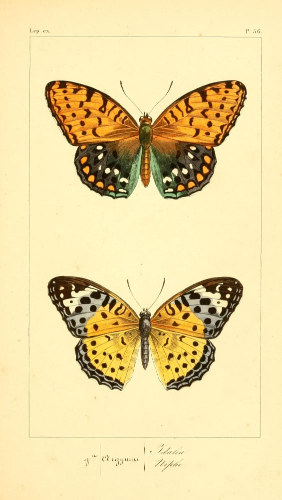 Histoire Naturelle des LpidoptÔø?res Exotiques 1845 Idalia Canvas Art - P Pauquet (24 x 36)