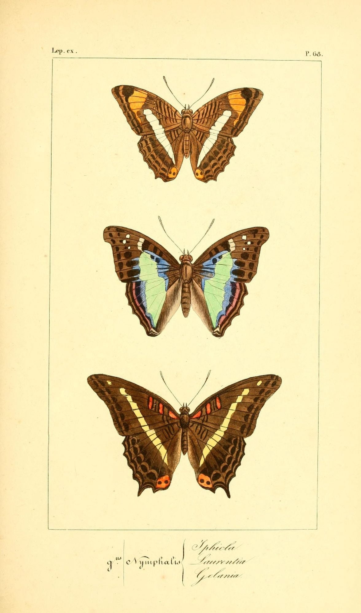 Histoire Naturelle des LpidoptÔø?res Exotiques 1845 Iphicla Canvas Art - P Pauquet (24 x 36)