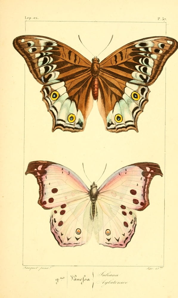 Histoire Naturelle des LpidoptÔø?res Exotiques 1845 Juliana Canvas Art - P Pauquet (24 x 36)