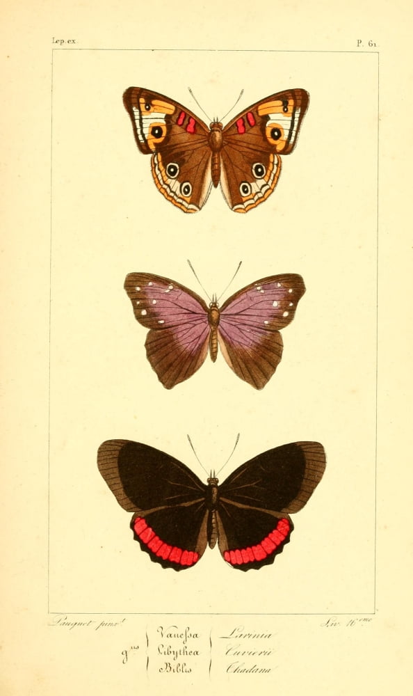 Histoire Naturelle des LpidoptÔø?res Exotiques 1845 Larinia Canvas Art - P Pauquet (24 x 36)
