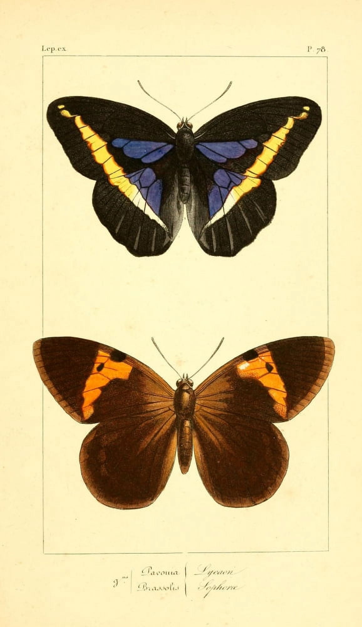 Histoire Naturelle des LpidoptÔø?res Exotiques 1845 Lycaon Canvas Art - P Pauquet (24 x 36)
