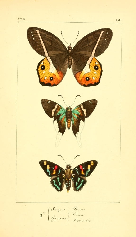Histoire Naturelle des LpidoptÔø?res Exotiques 1845 Nereis Canvas Art - P Pauquet (24 x 36)