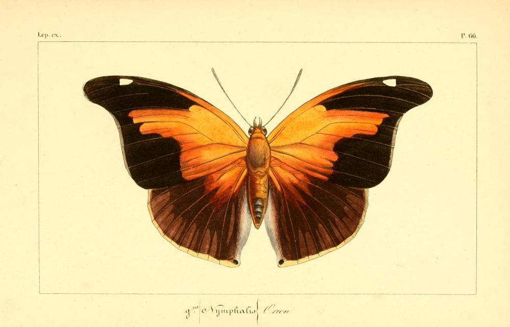 Histoire Naturelle des LpidoptÔø?res Exotiques 1845 Orion Canvas Art - P Pauquet (24 x 36)