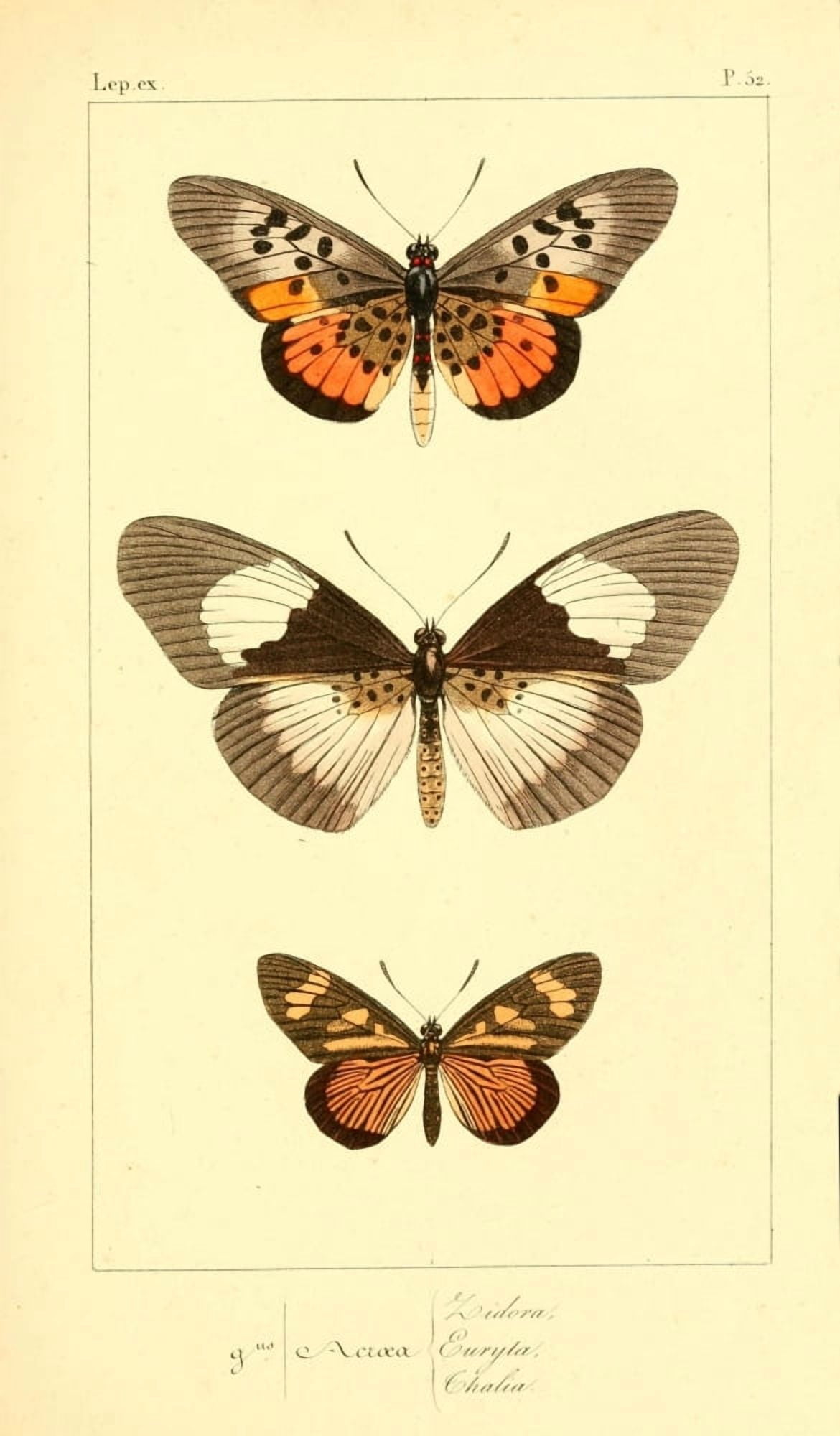 Histoire Naturelle des LpidoptÔø?res Exotiques 1845 Zidora Canvas Art - P Pauquet (24 x 36)