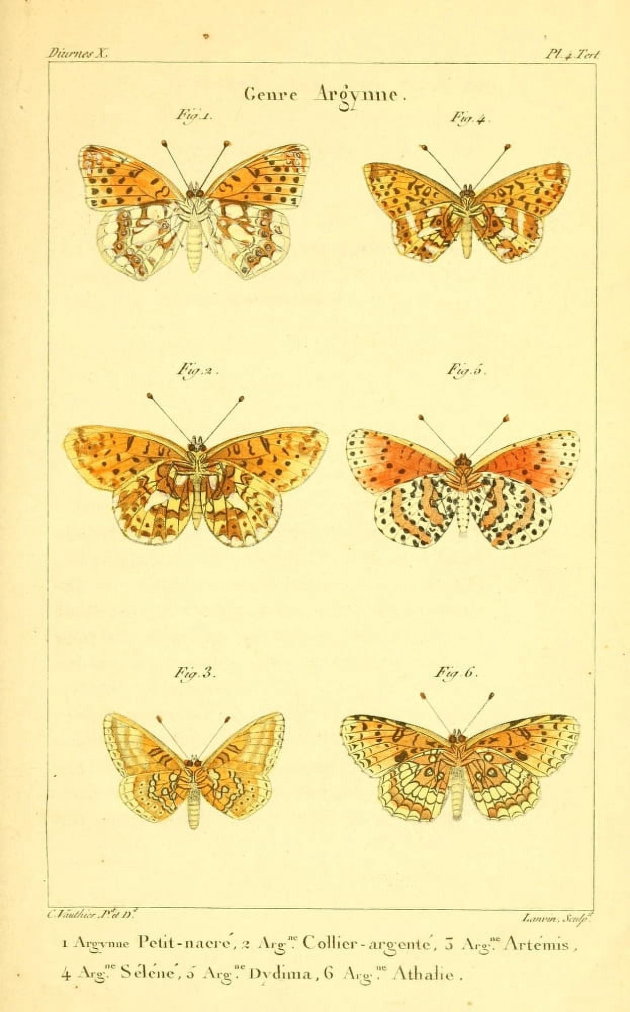 Histoire Naturelle des Lpidopt???res 1821 Genre Argynne 3 Canvas Art - Charles Vauthier (18 x 24)