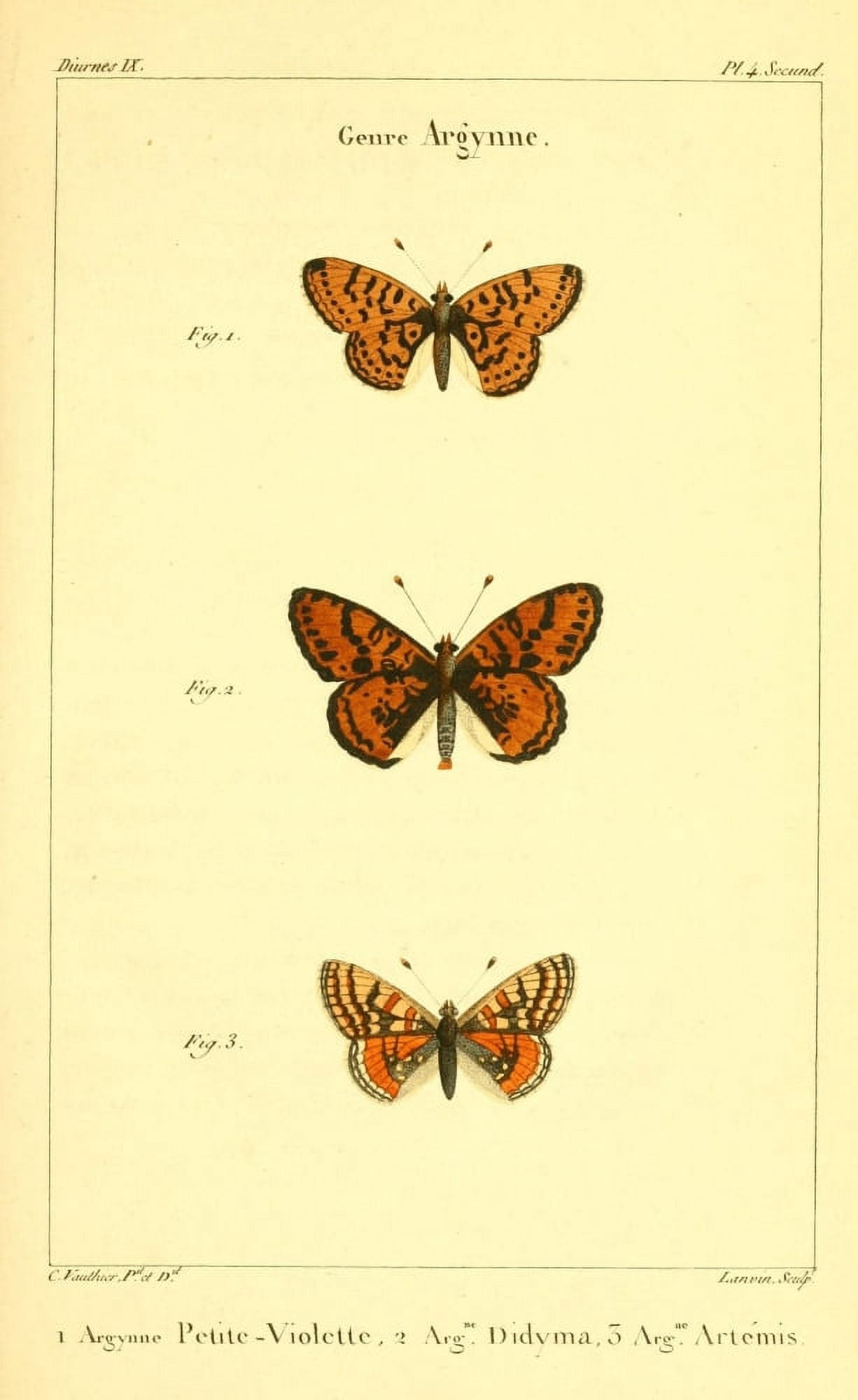 Histoire Naturelle des Lpidopt???res 1821 Genre Argynne 4 Canvas Art - Charles Vauthier (18 x 24)