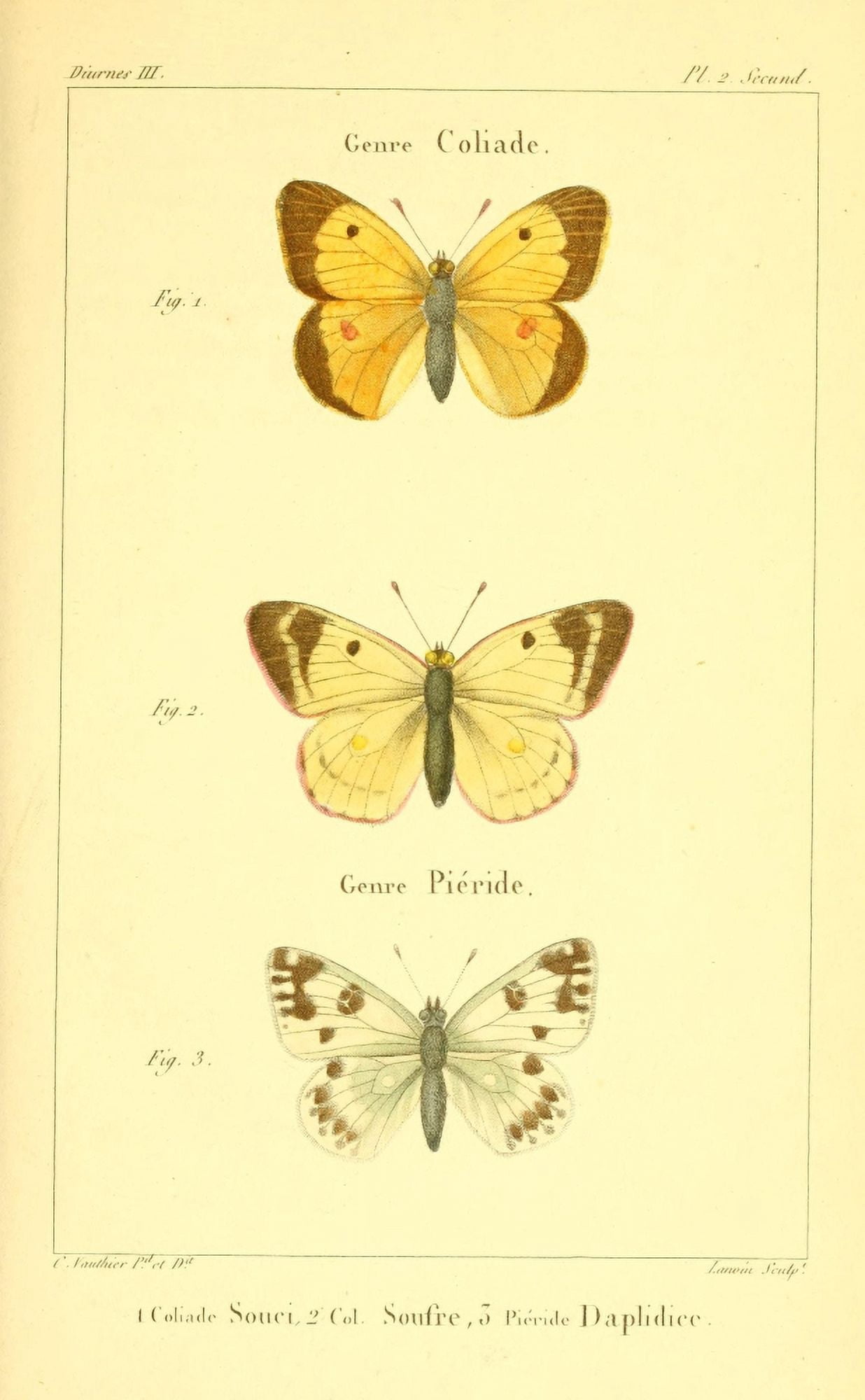 Histoire Naturelle des Lpidopt???res 1821 Genre Coliade 1 Canvas Art - Charles Vauthier (18 x 24)