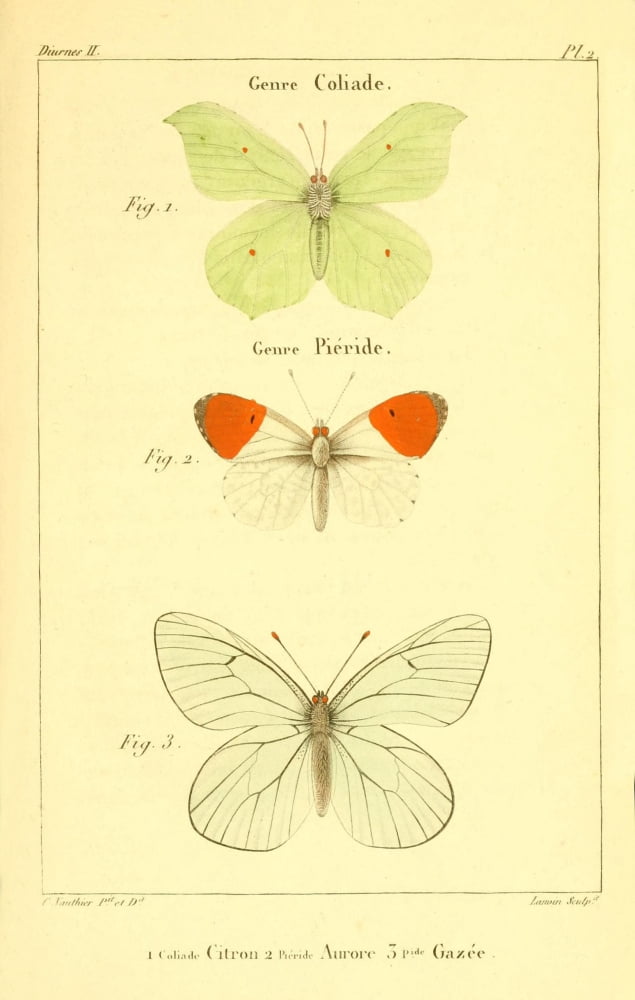 Histoire Naturelle des Lpidopt???res 1821 Genre Coliade 2 Canvas Art - Charles Vauthier (18 x 24)