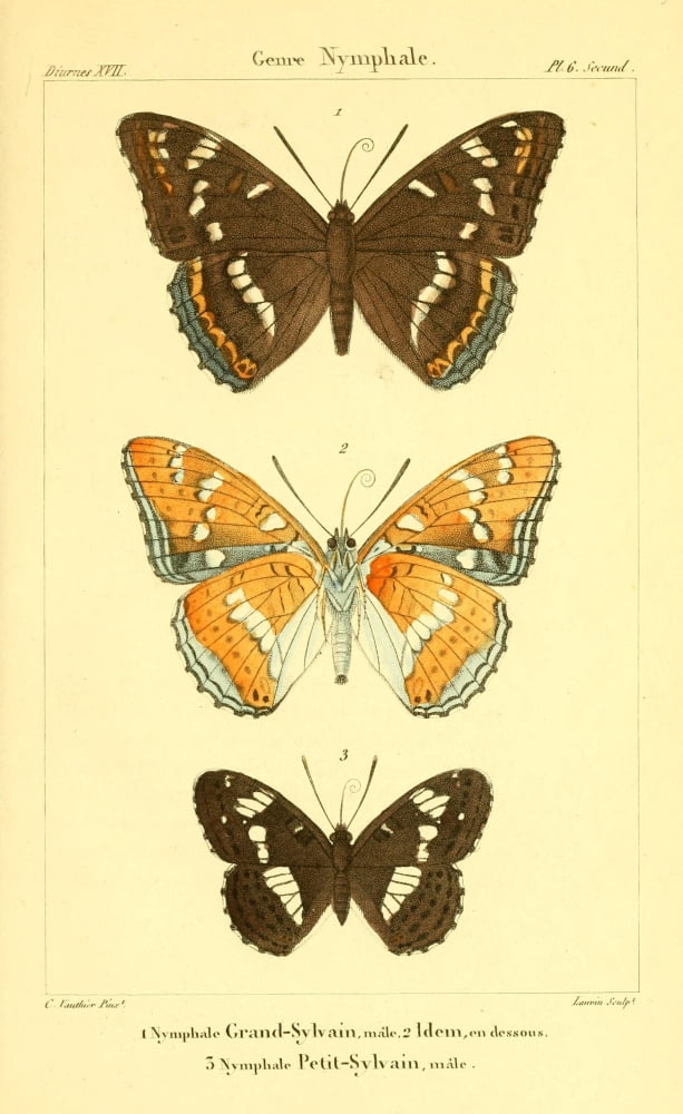 Histoire Naturelle des Lpidopt???res 1821 Genre Nymphale 1 Canvas Art - Charles Vauthier (18 x 24)