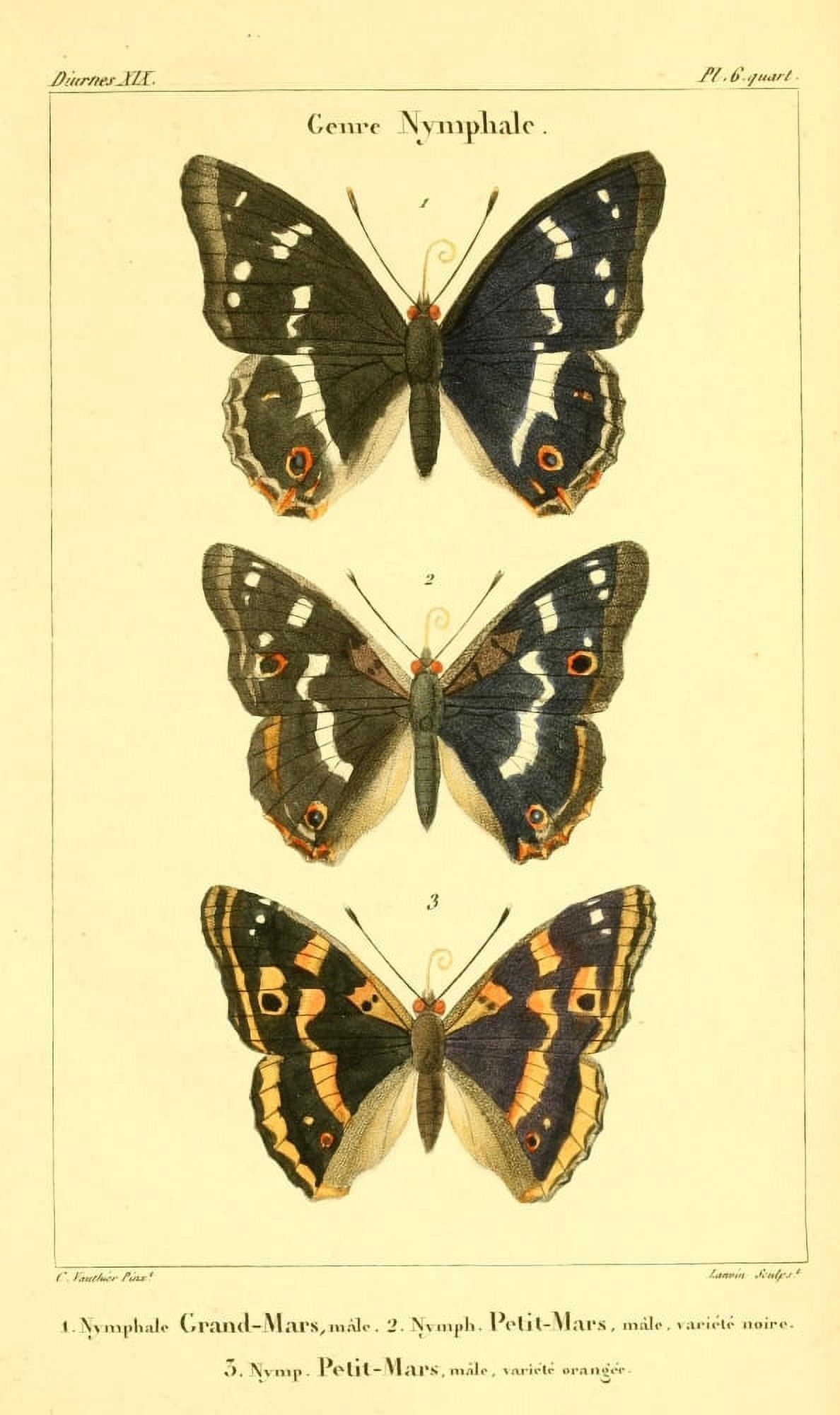 Histoire Naturelle des Lpidopt???res 1821 Genre Nymphale 3 Canvas Art - Charles Vauthier (18 x 24)