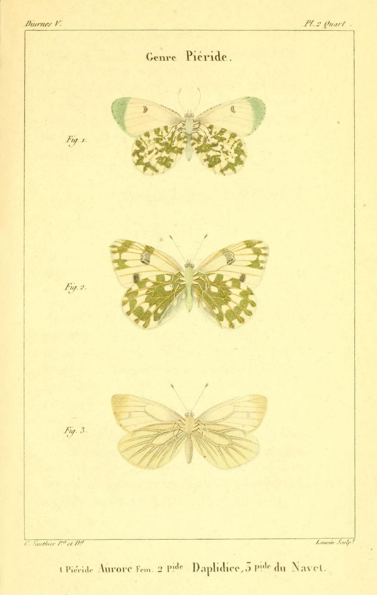 Histoire Naturelle des Lpidopt???res 1821 Genre Pieride 1 Canvas Art - Charles Vauthier (18 x 24)