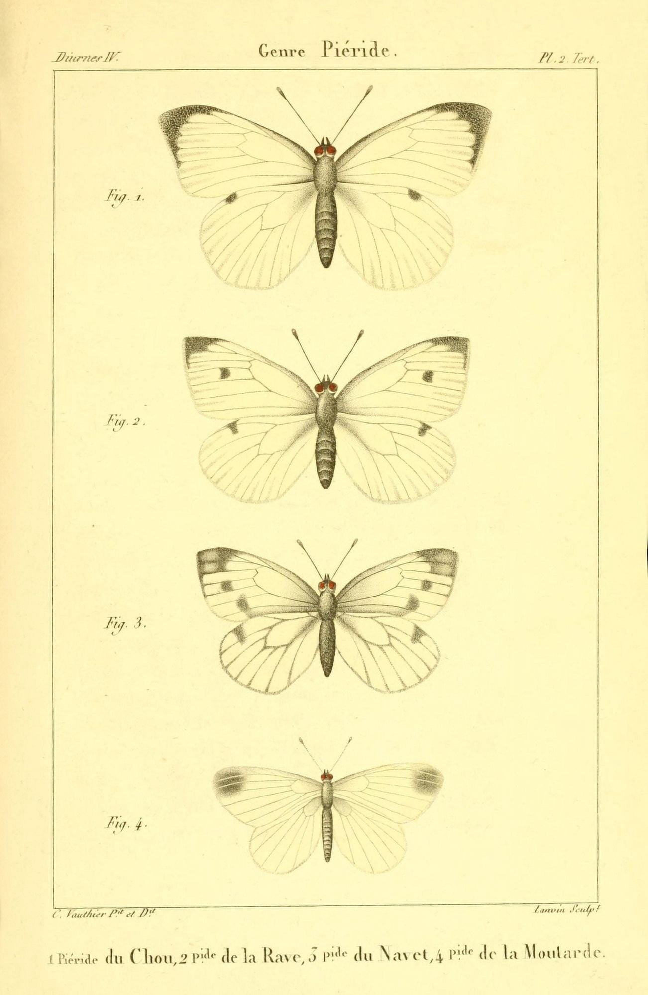 Histoire Naturelle des Lpidopt???res 1821 Genre Pieride 2 Canvas Art - Charles Vauthier (18 x 24)