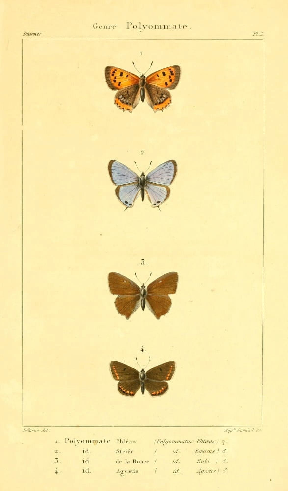 Histoire Naturelle des Lpidopt???res 1821 Genre Polyommate 1 Canvas Art - J Delarue (18 x 24)