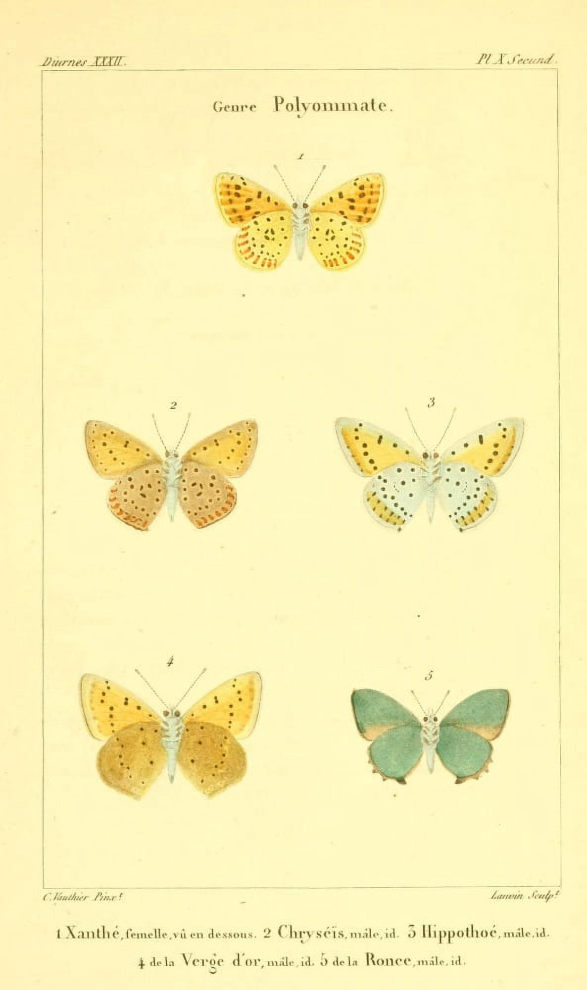 Histoire Naturelle des Lpidopt???res 1821 Genre Polyommate 2 Canvas Art - Charles Vauthier (18 x 24)
