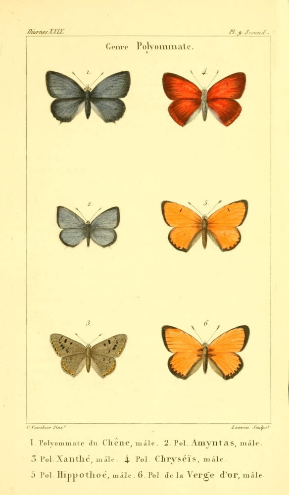 Histoire Naturelle des Lpidopt???res 1821 Genre Polyommate 3 Canvas Art - Charles Vauthier (18 x 24)
