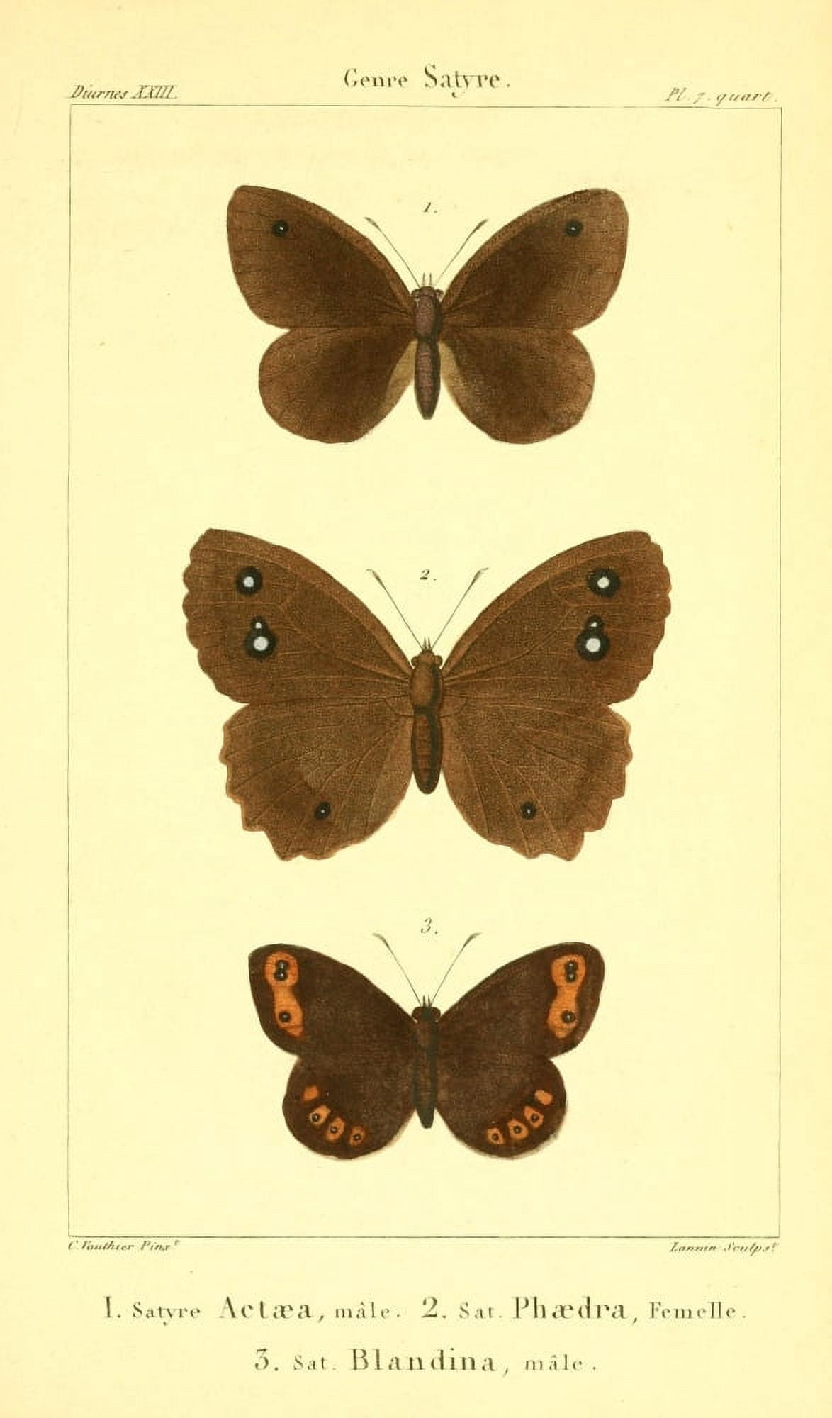 Histoire Naturelle des Lpidopt???res 1821 Genre Satyre 4 Canvas Art - Charles Vauthier (18 x 24)