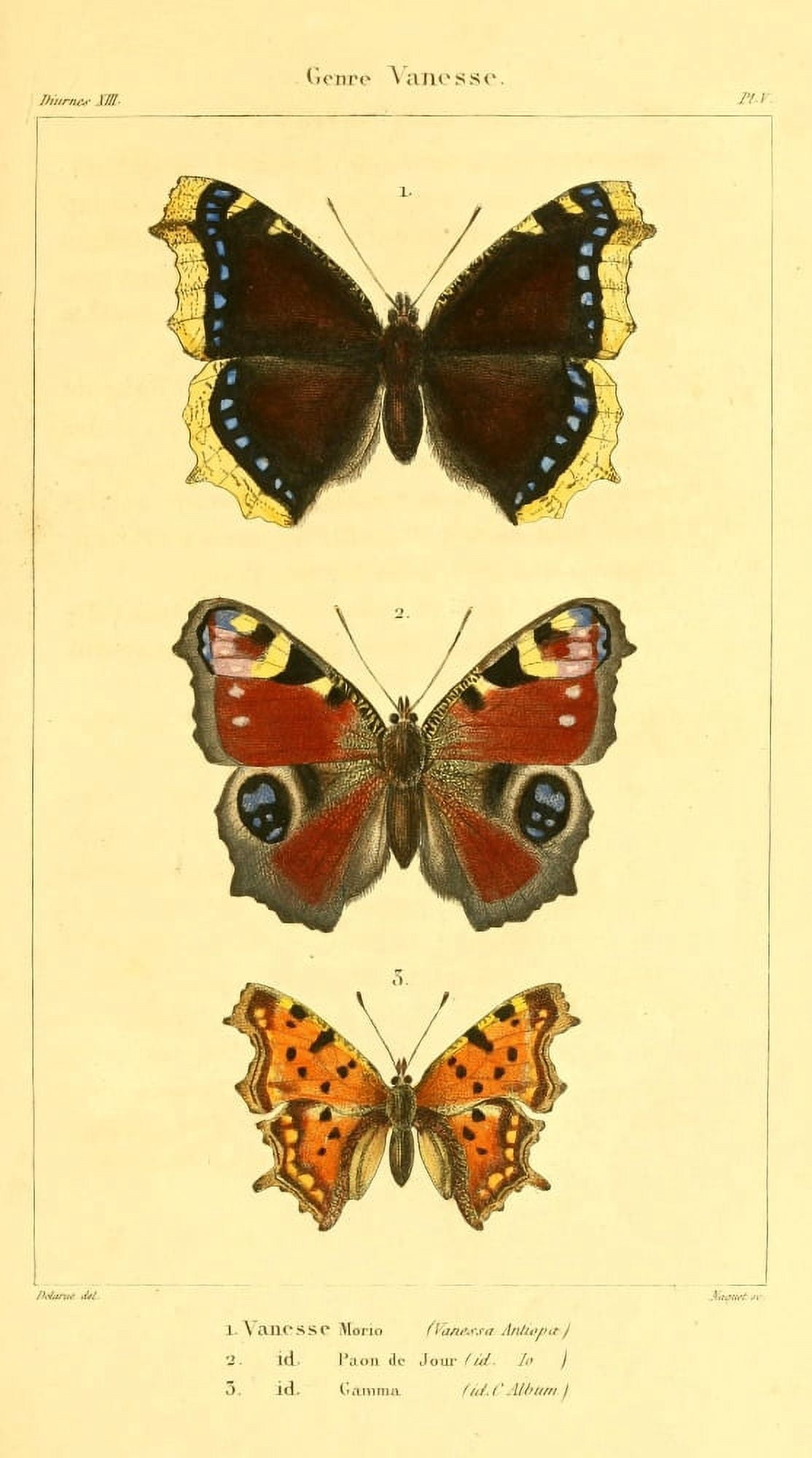 Histoire Naturelle des Lpidopt???res 1821 Genre Vanesse 1 Canvas Art - J Delarue (18 x 24)