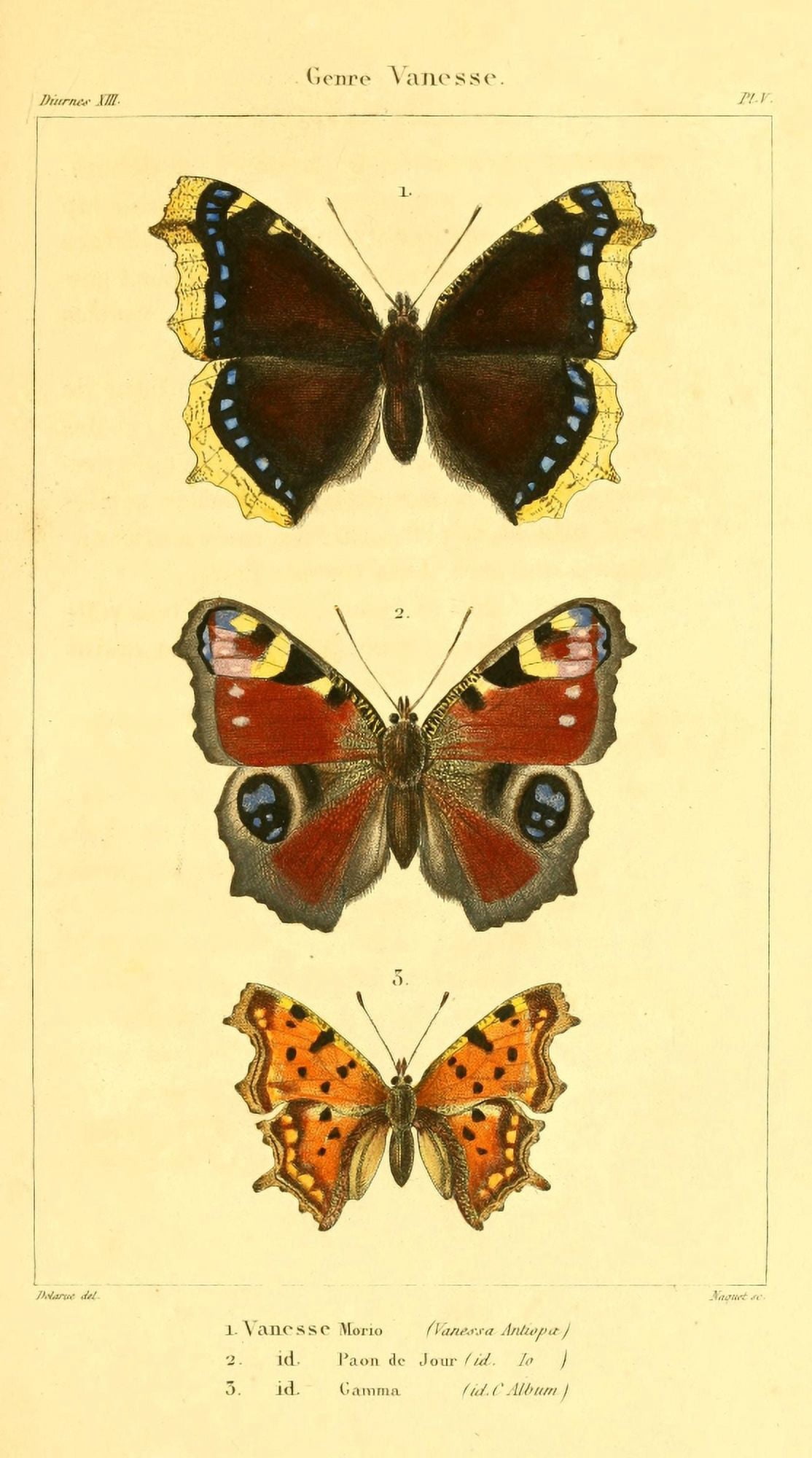 Histoire Naturelle des LpidoptÔøΩres 1821 Genre Vanesse 1 Canvas Art - J Delarue (24 x 36)