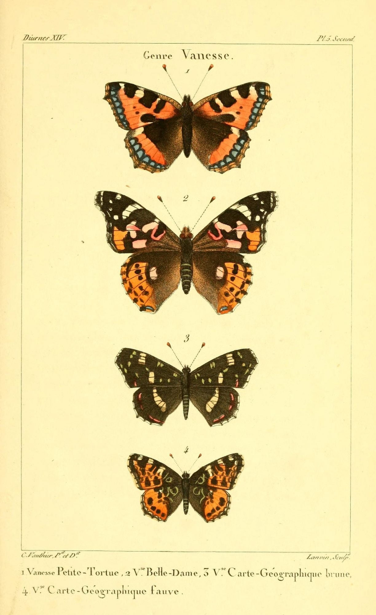 Histoire Naturelle des Lpidopt???res 1821 Genre Vanesse 2 Canvas Art - J Delarue (18 x 24)