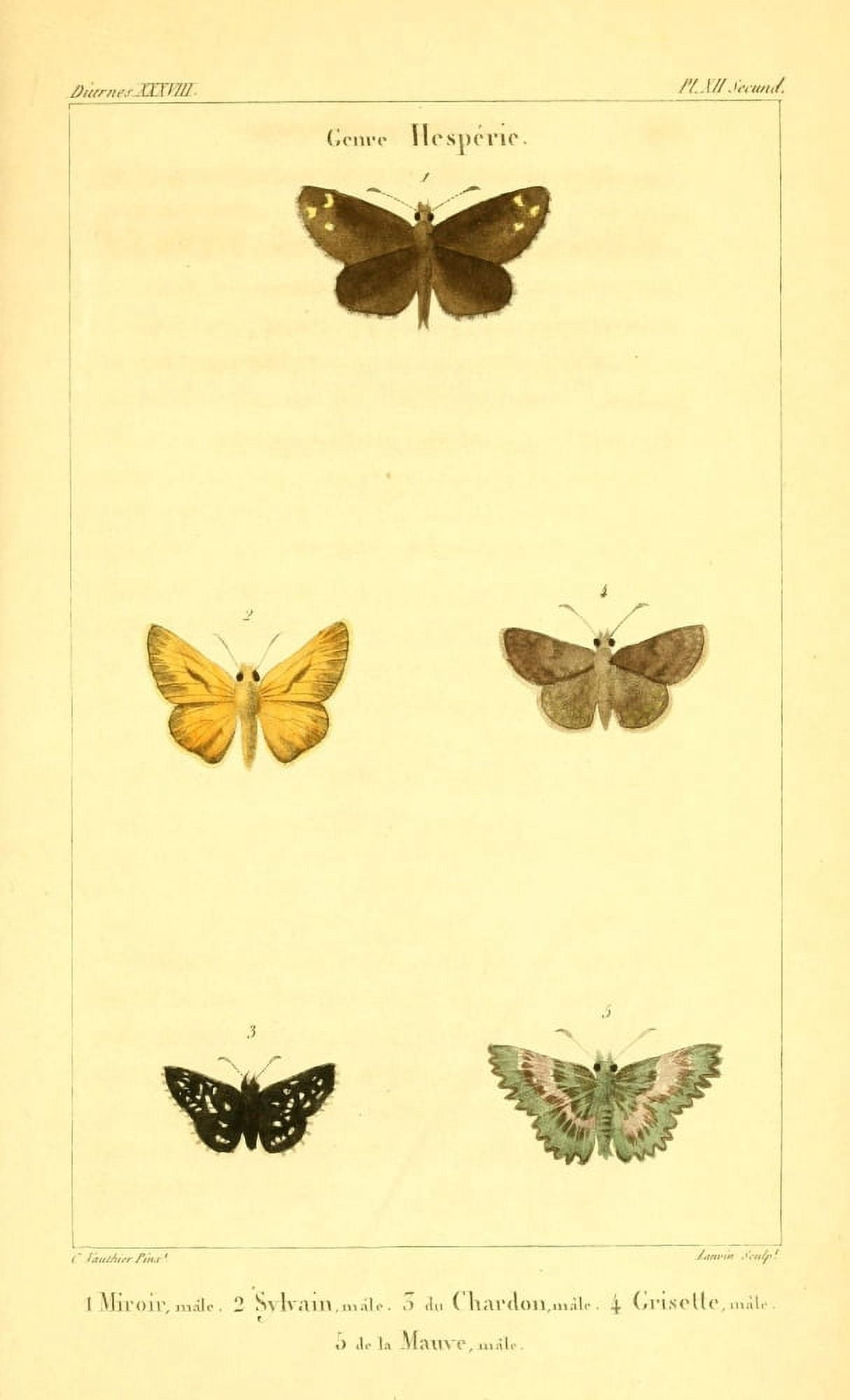Histoire Naturelle des Lpidopt???res 1821 Hesperie 2 Canvas Art - Charles Vauthier (18 x 24)