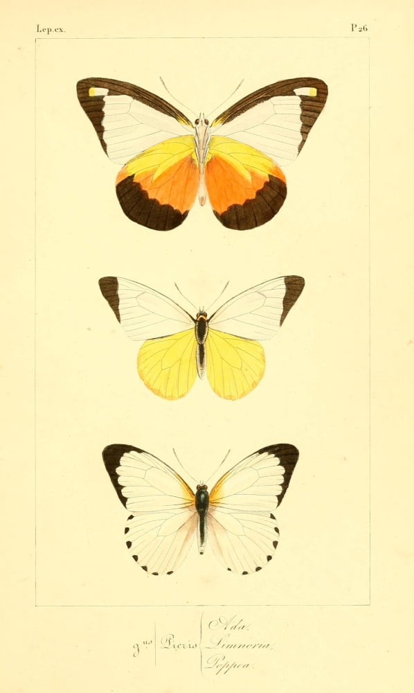 Histoire Naturelle des Lpidopt???res Exotiques 1845 Ada Canvas Art - P Pauquet (18 x 24)