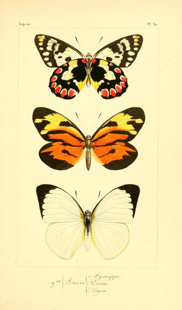 Histoire Naturelle des LpidoptÔøΩres Exotiques 1845 Aganippe Canvas Art - P Pauquet (24 x 36)
