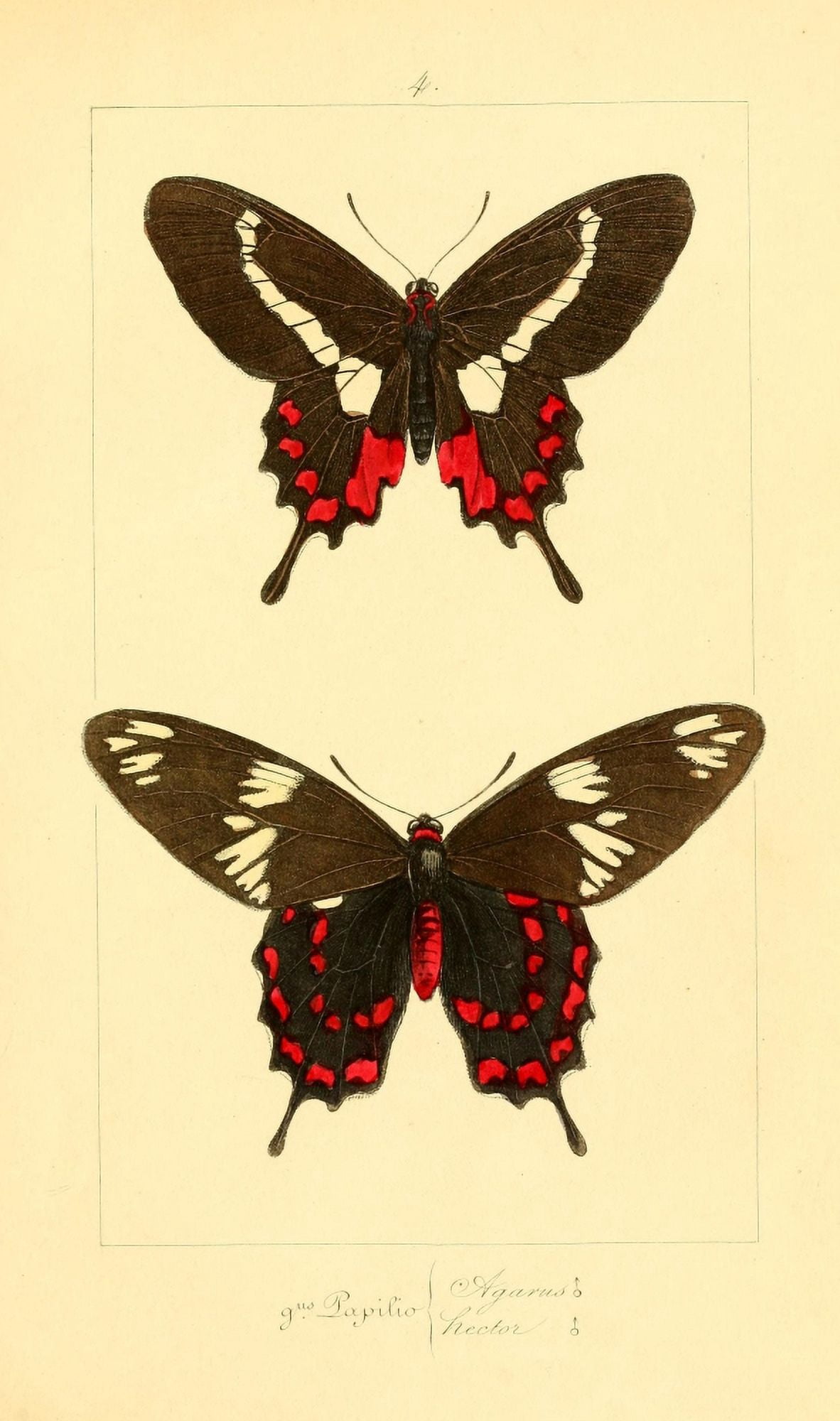 Histoire Naturelle des Lpidopt???res Exotiques 1845 Agarus Canvas Art - P Pauquet (18 x 24)