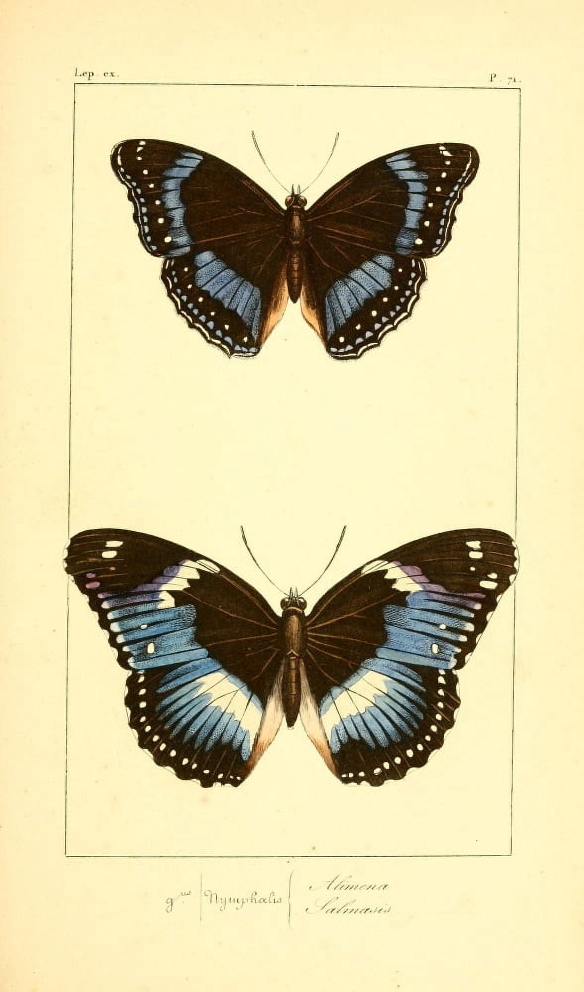 Histoire Naturelle des Lpidopt???res Exotiques 1845 Alimena Canvas Art - P Pauquet (18 x 24)