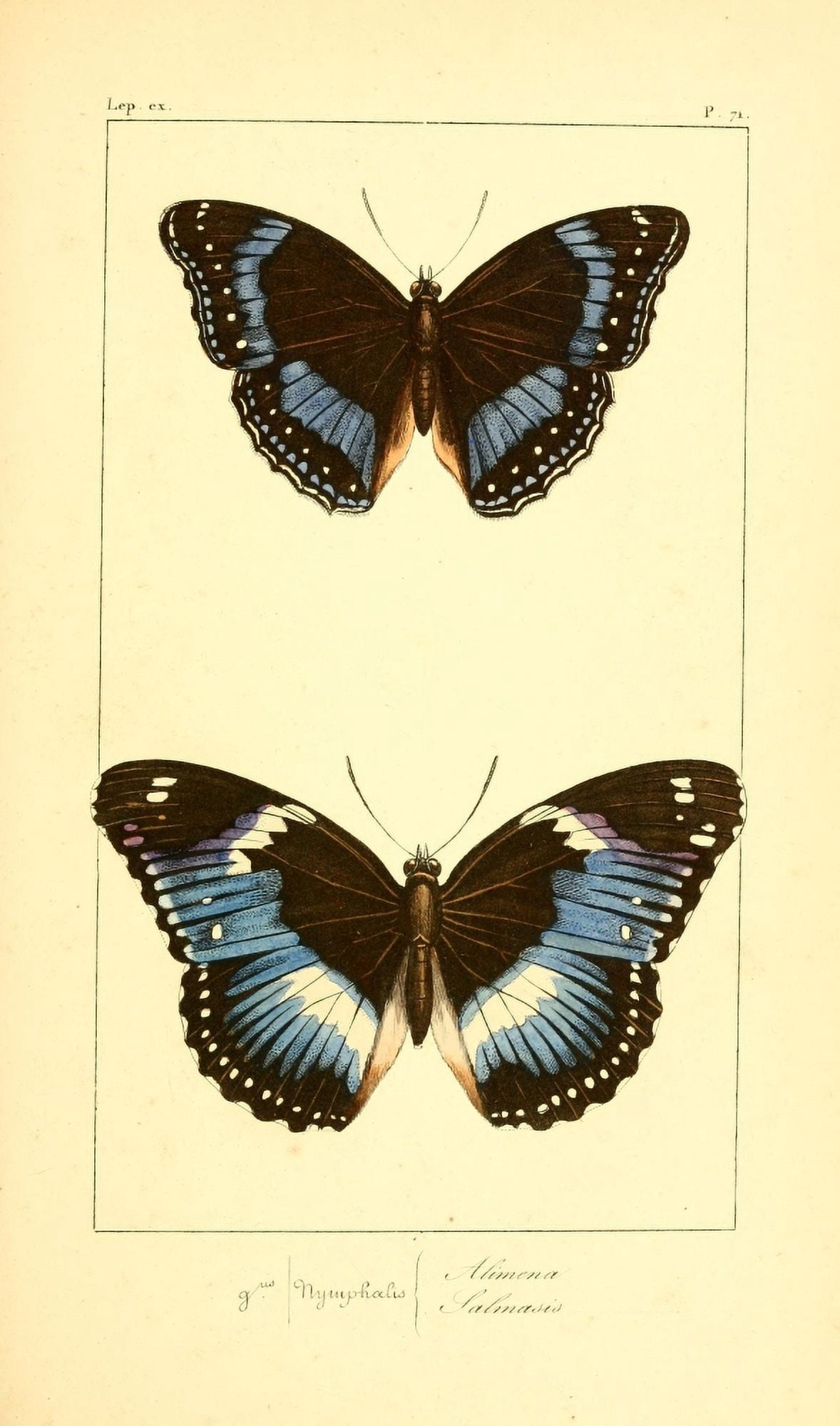 Histoire Naturelle des LpidoptÔøΩres Exotiques 1845 Alimena Canvas Art - P Pauquet (24 x 36)