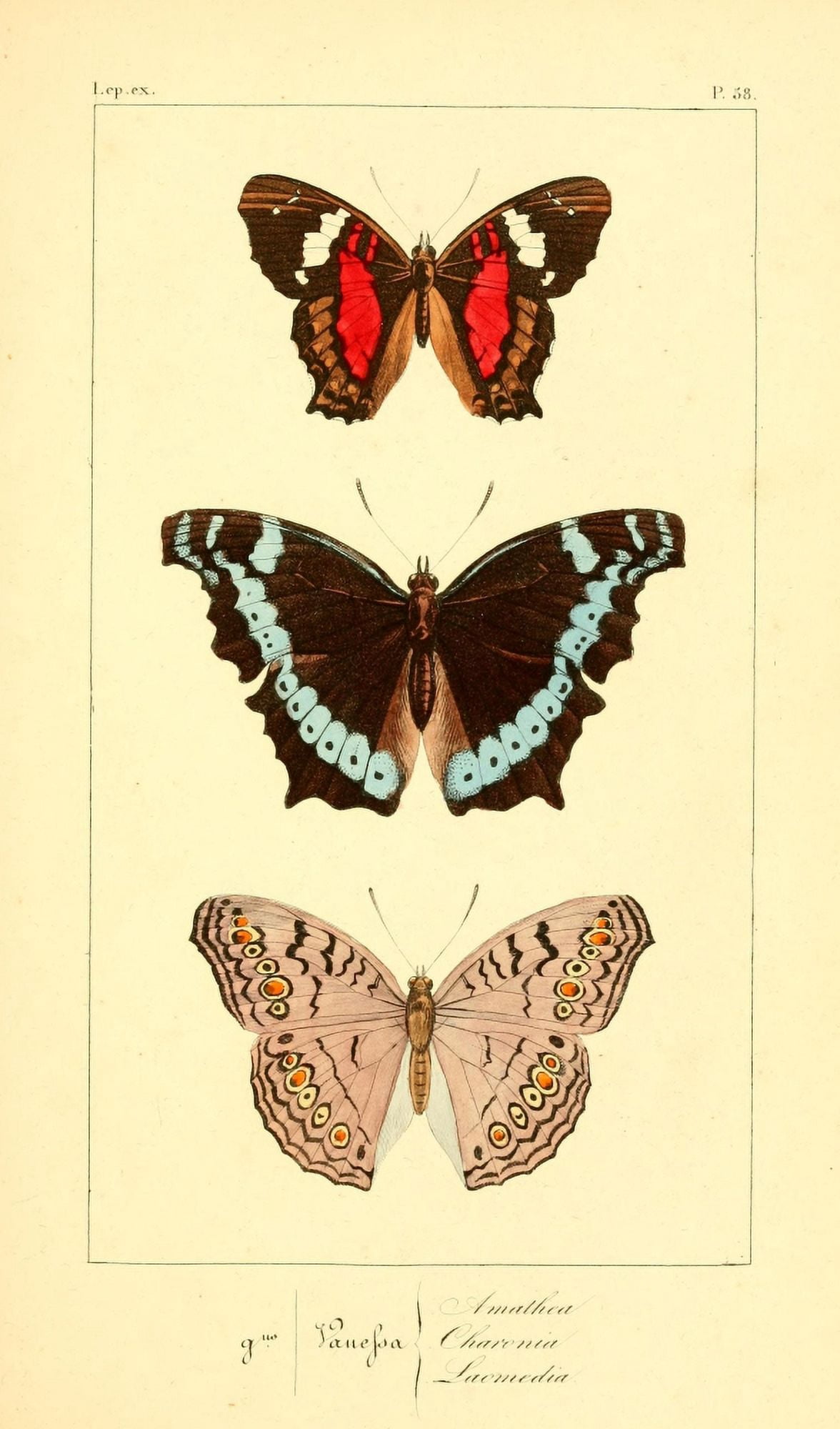 Histoire Naturelle des Lpidopt???res Exotiques 1845 Amathea Canvas Art - P Pauquet (18 x 24)