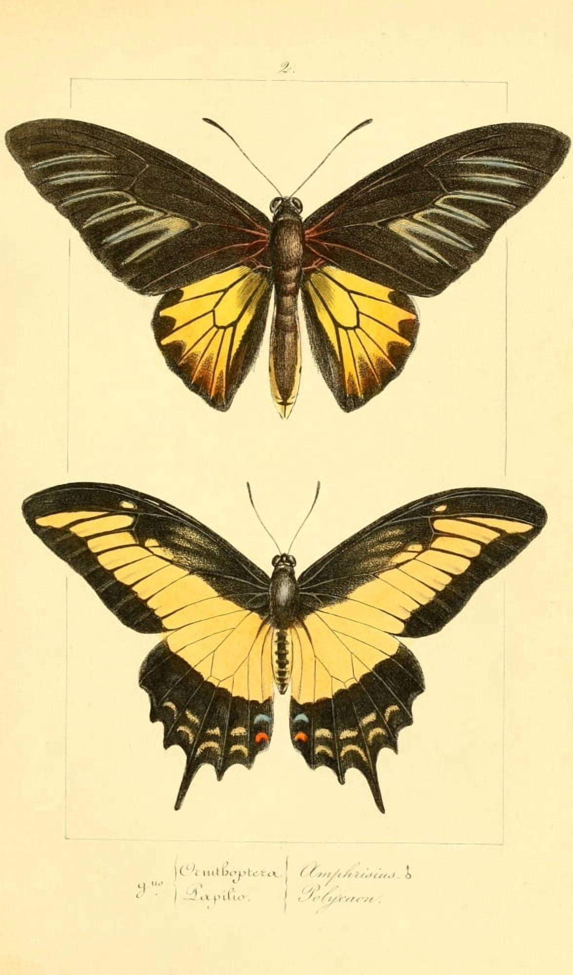 Histoire Naturelle des Lpidopt???res Exotiques 1845 Amphrisius Canvas Art - P Pauquet (18 x 24)