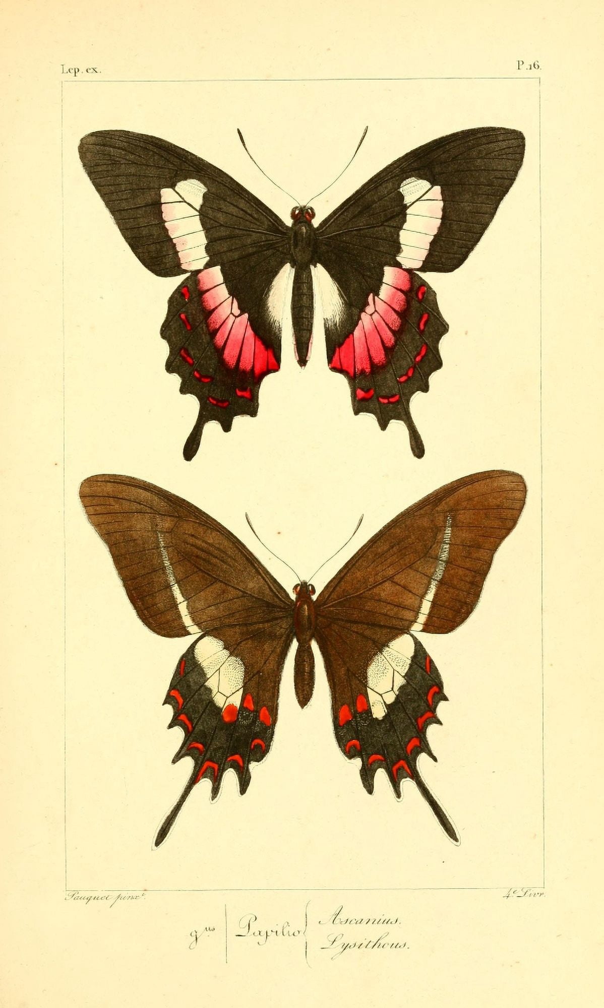 Histoire Naturelle des Lpidopt???res Exotiques 1845 Ascanius Canvas Art - P Pauquet (18 x 24)