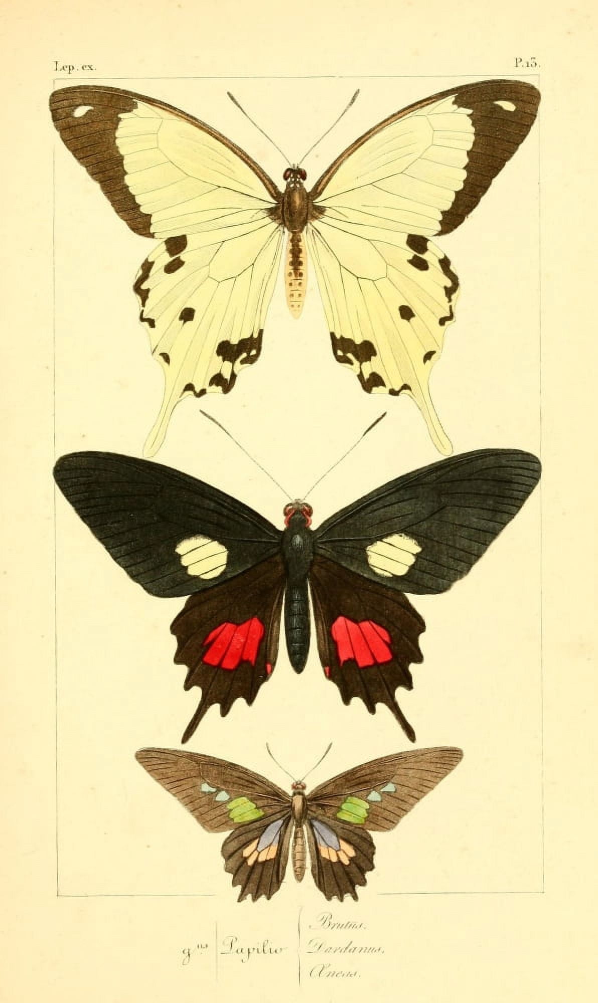 Histoire Naturelle des Lpidopt???res Exotiques 1845 Brutus Canvas Art - P Pauquet (18 x 24)