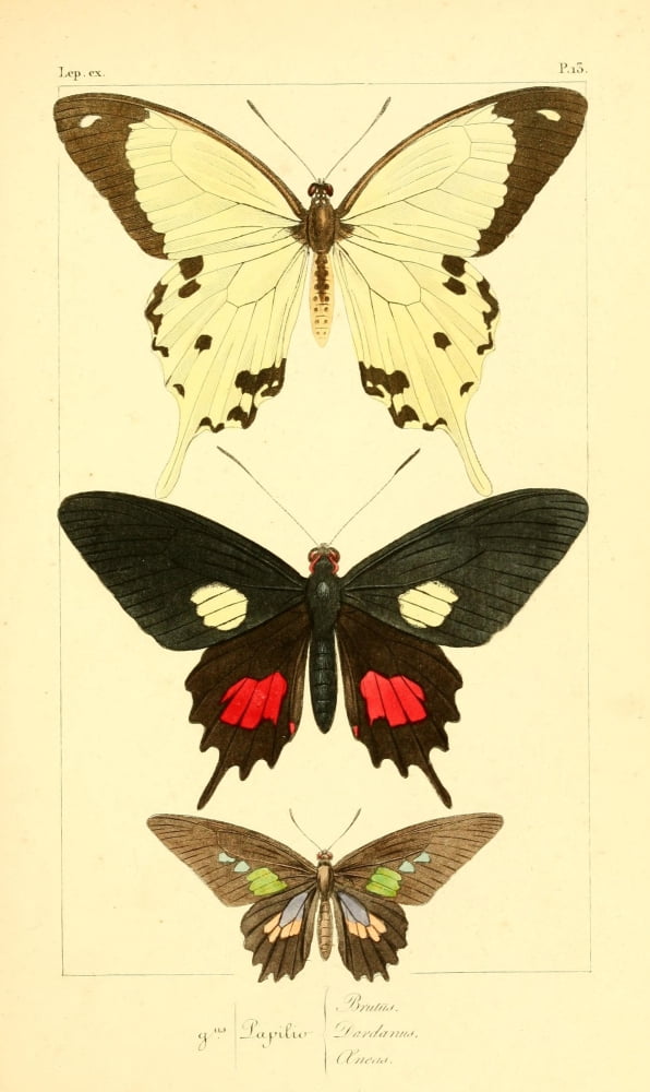 Histoire Naturelle des LpidoptÔøΩres Exotiques 1845 Brutus Canvas Art - P Pauquet (24 x 36)