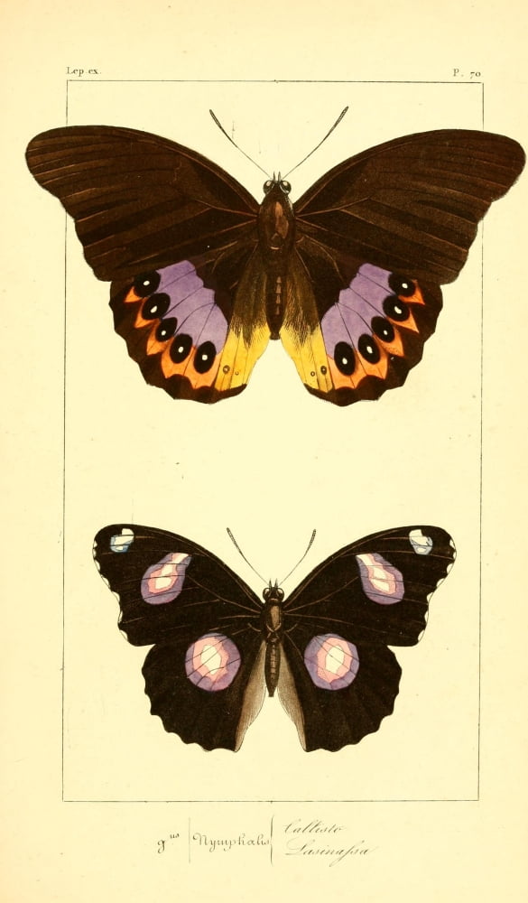 Histoire Naturelle des Lpidopt???res Exotiques 1845 Callisto Canvas Art - P Pauquet (18 x 24)