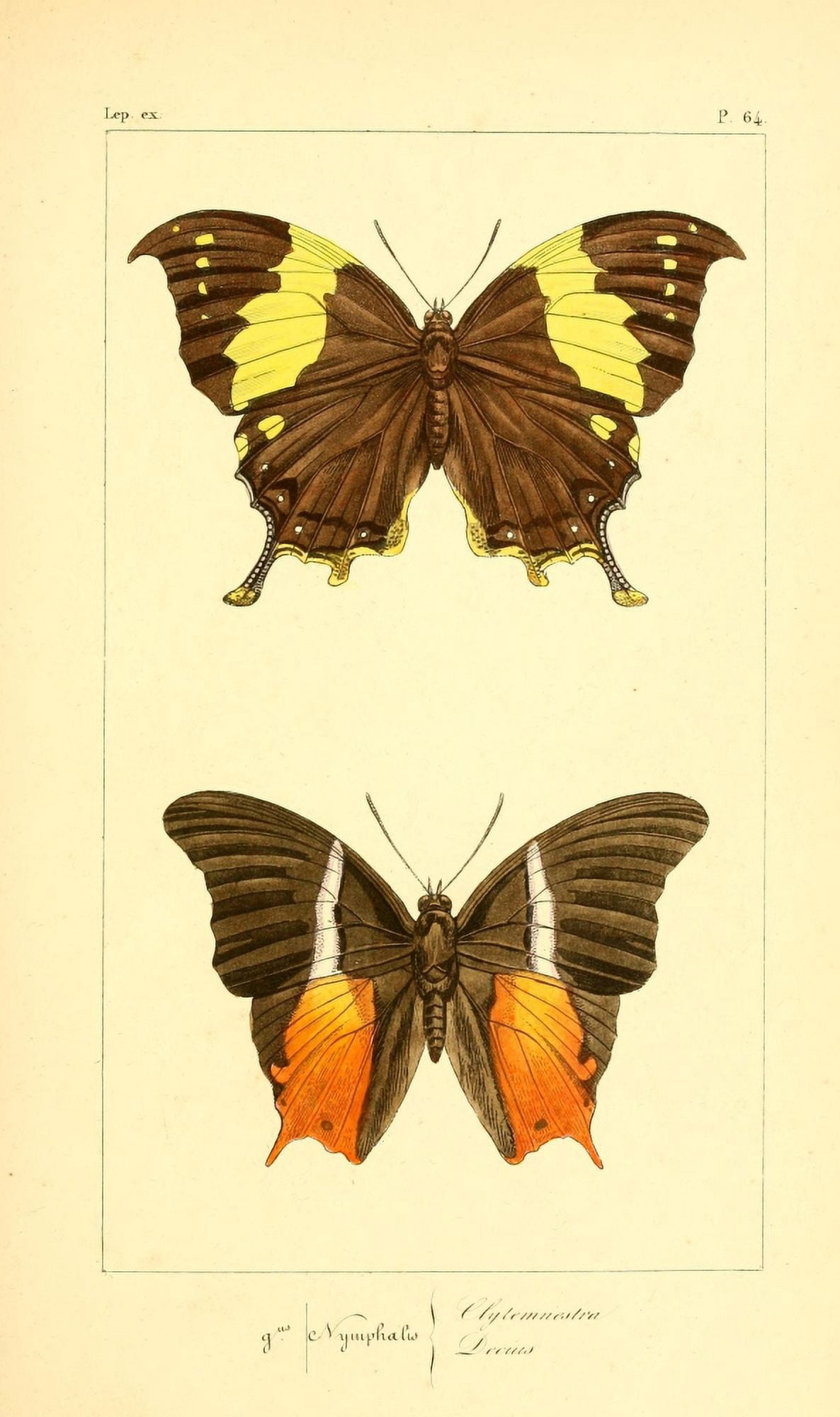 Histoire Naturelle des Lpidopt???res Exotiques 1845 Clytemnestra Canvas Art - P Pauquet (18 x 24)