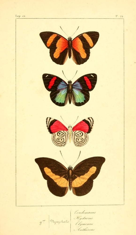 Histoire Naturelle des LpidoptÔøΩres Exotiques 1845 Condomanus Canvas Art - P Pauquet (18 x 24)