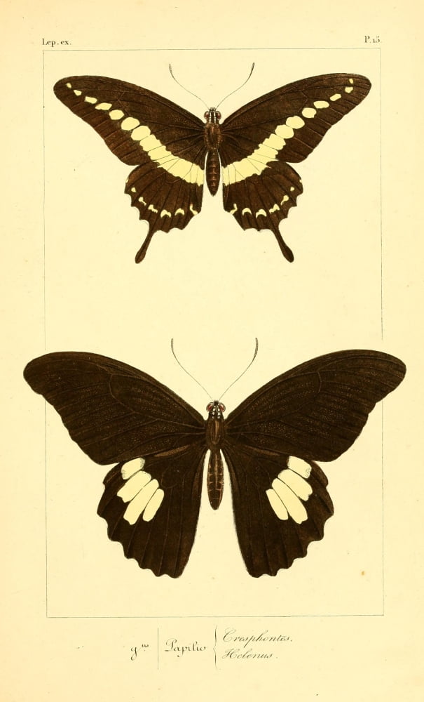 Histoire Naturelle des LpidoptÔøΩres Exotiques 1845 Cresphontes Canvas Art - P Pauquet (24 x 36)