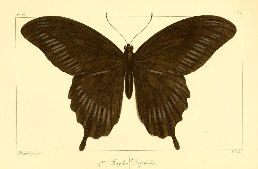 Histoire Naturelle des LpidoptÔøΩres Exotiques 1845 Deiphobus Canvas Art - P Pauquet (24 x 36)