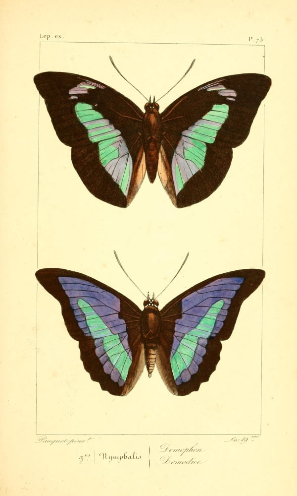 Histoire Naturelle des Lpidopt???res Exotiques 1845 Demophon Canvas Art - P Pauquet (18 x 24)