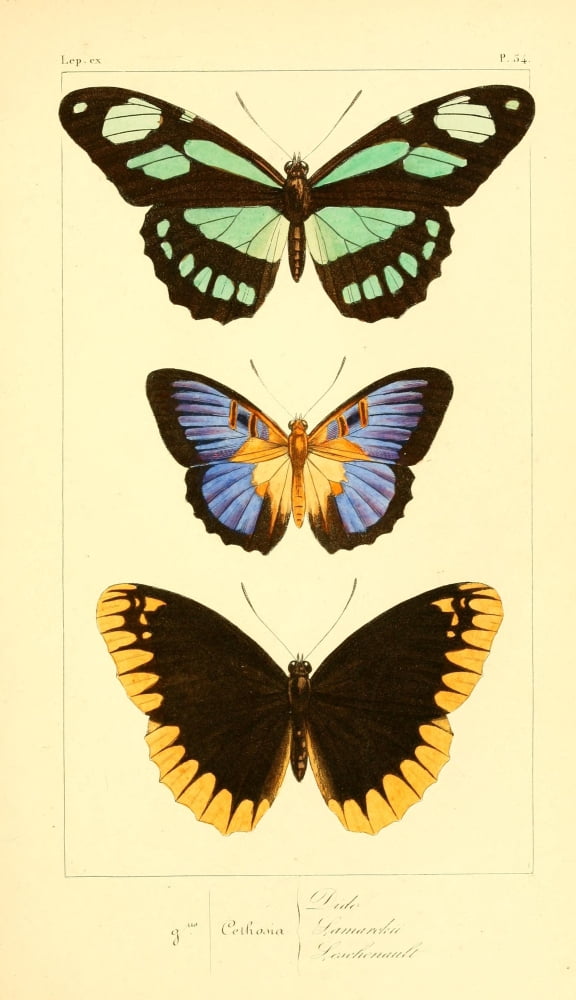 Histoire Naturelle des LpidoptÔøΩres Exotiques 1845 Dido Canvas Art - P Pauquet (24 x 36)