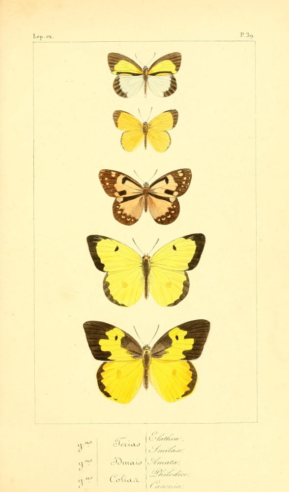 Histoire Naturelle des Lpidopt???res Exotiques 1845 Elathea Canvas Art - P Pauquet (18 x 24)