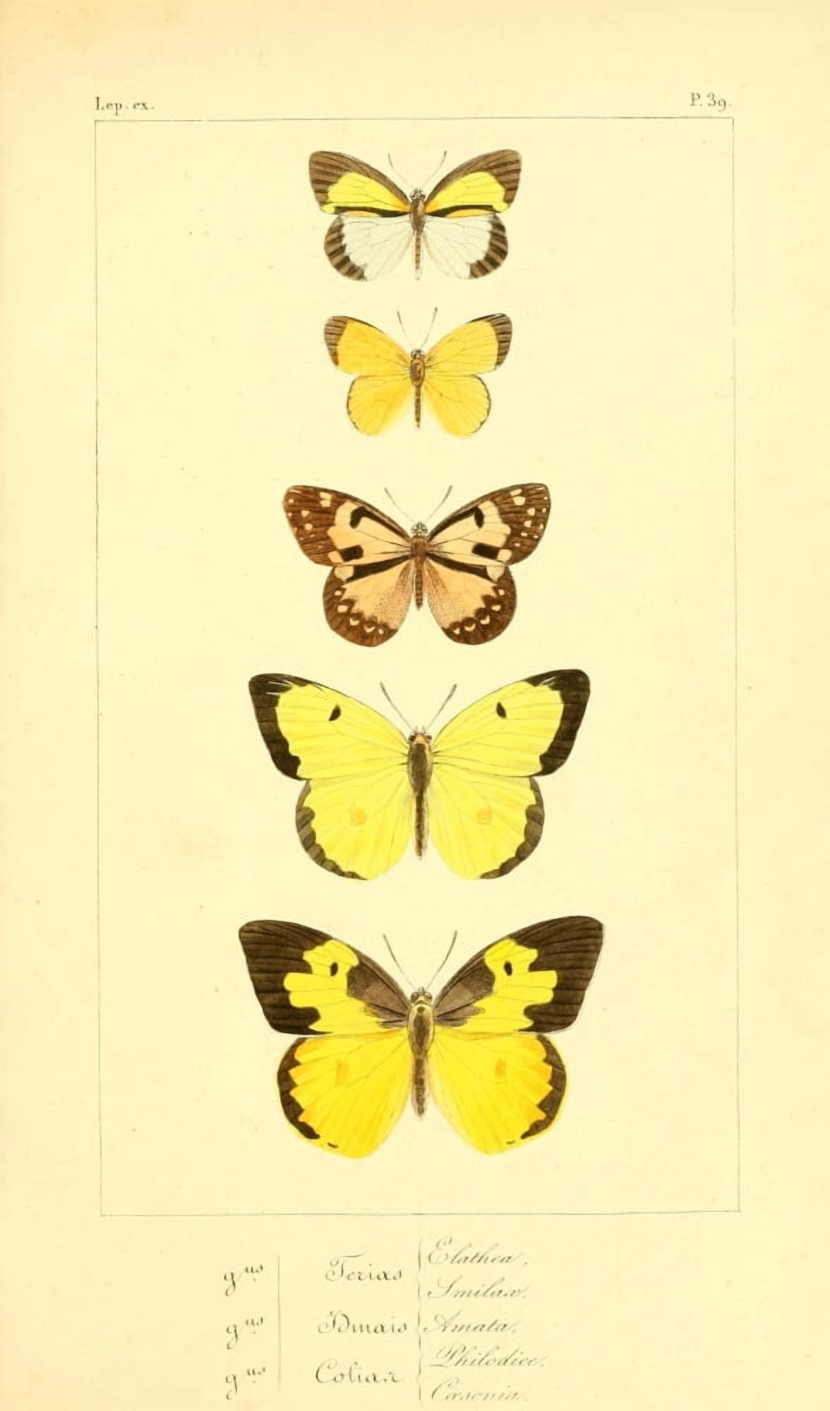 Histoire Naturelle des LpidoptÔøΩres Exotiques 1845 Elathea Canvas Art - P Pauquet (24 x 36)