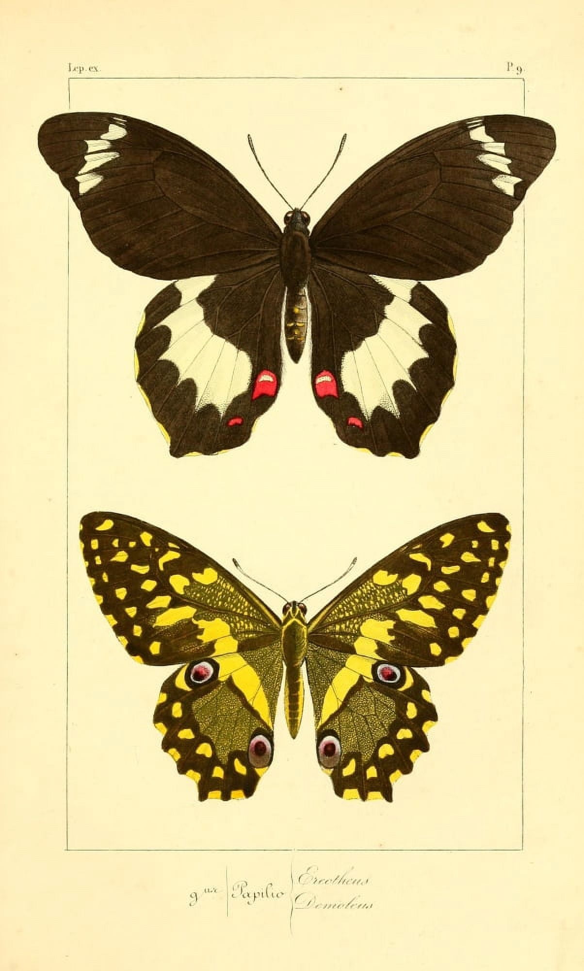 Histoire Naturelle des Lpidopt???res Exotiques 1845 Erectheus Canvas Art - P Pauquet (18 x 24)