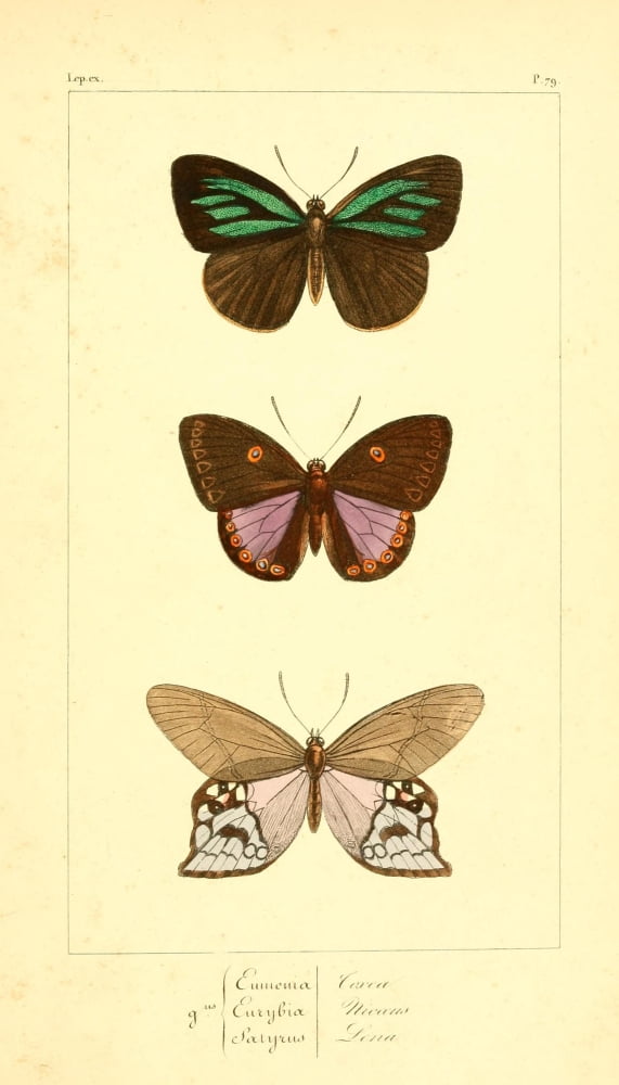 Histoire Naturelle des LpidoptÔøΩres Exotiques 1845 Eumenia Canvas Art - P Pauquet (24 x 36)