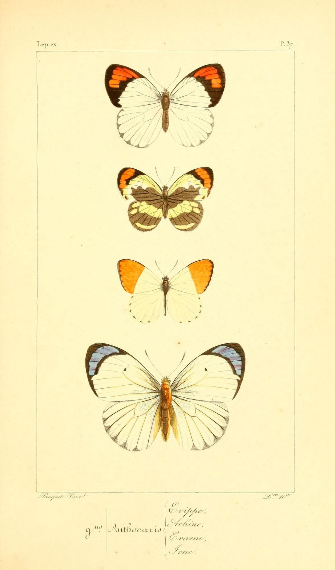 Histoire Naturelle des Lpidopt???res Exotiques 1845 Evippe Canvas Art - P Pauquet (18 x 24)